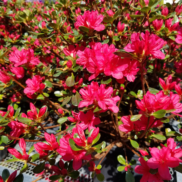 Hino-Crimson Azalea