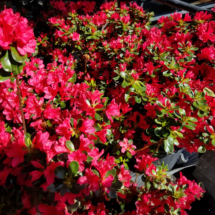 Hino-Crimson Azalea