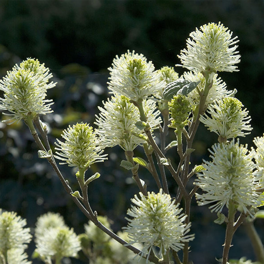 Mount Airy Fothergilla