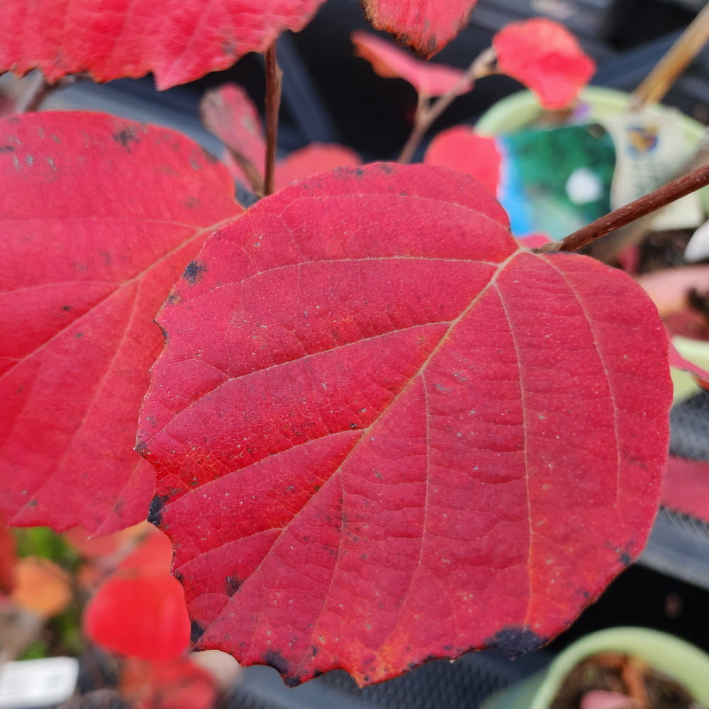 Mount Airy Fothergilla