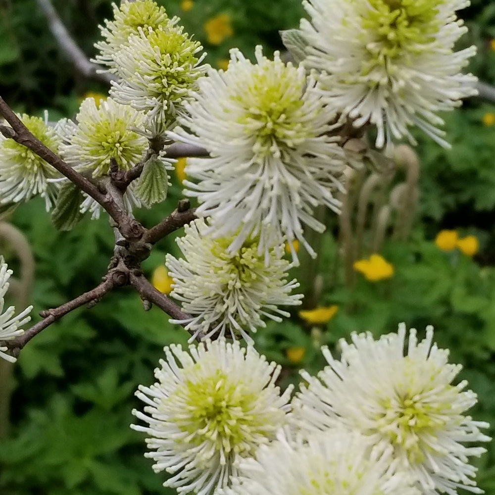 Mount Airy Fothergilla