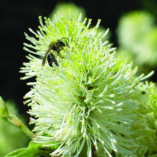 Mount Airy Fothergilla