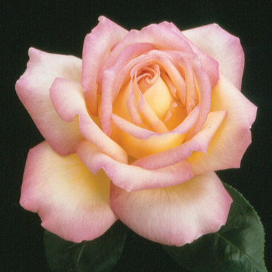 Peace Rose