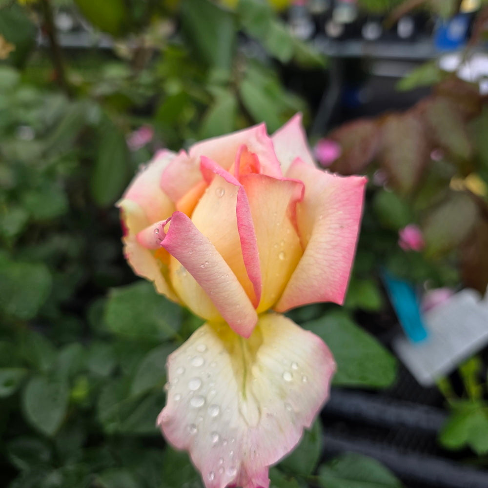 Peace Rose