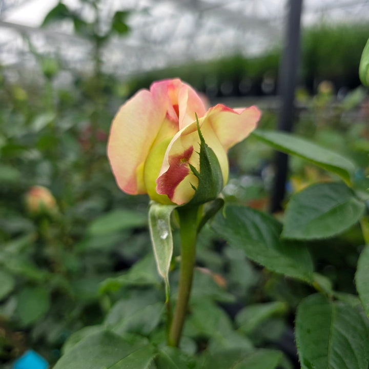 Peace Rose