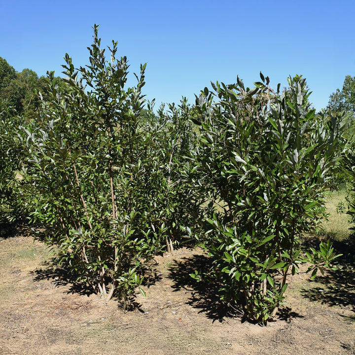 Sweet Bay Magnolia