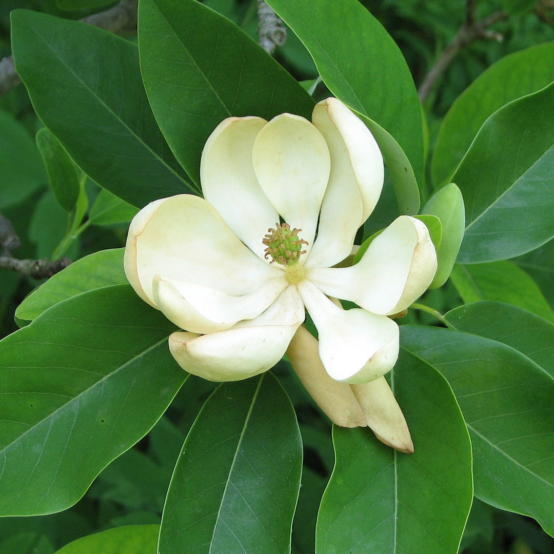 Sweet Bay Magnolia