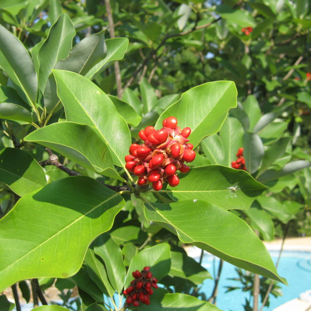Sweet Bay Magnolia