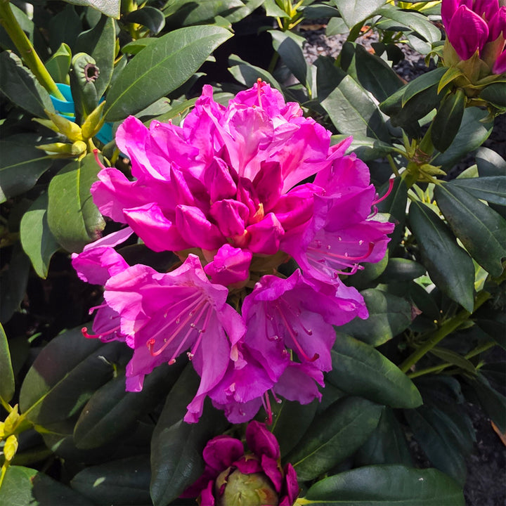 Roseum Elegans Rhododendron