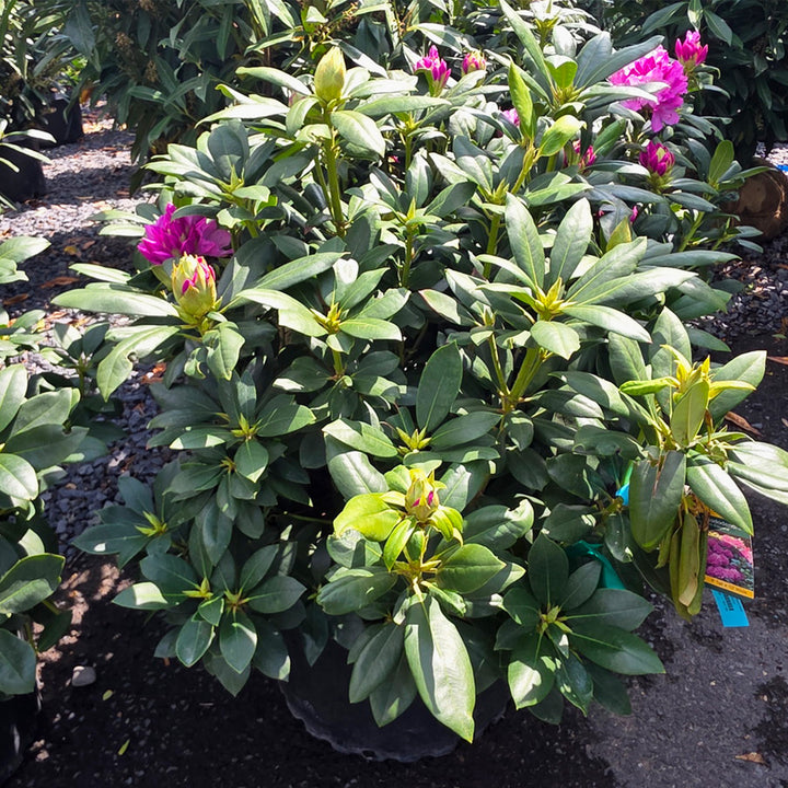 Roseum Elegans Rhododendron
