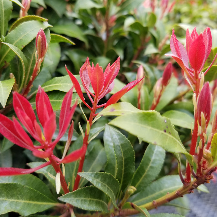 Mountain Fire Andromeda