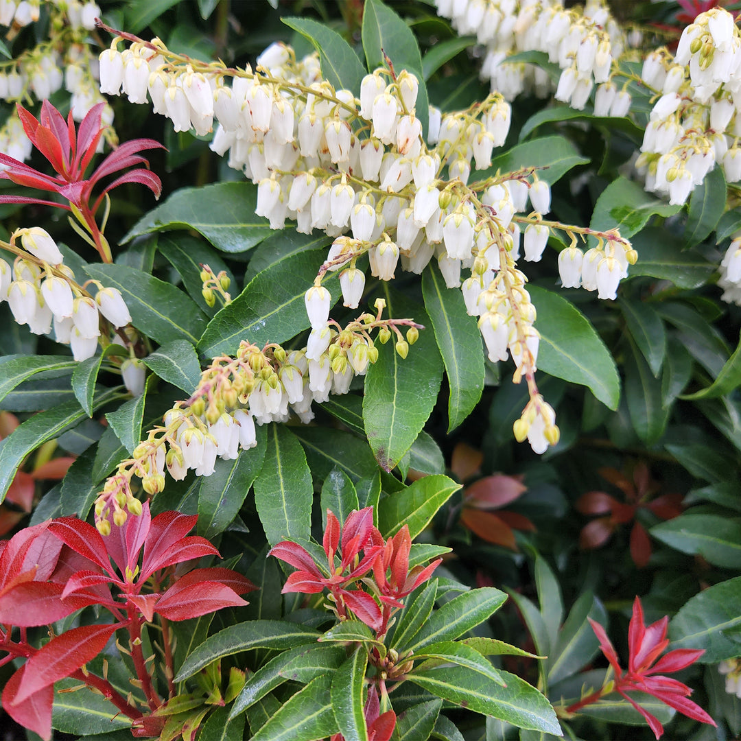 Mountain Fire Andromeda