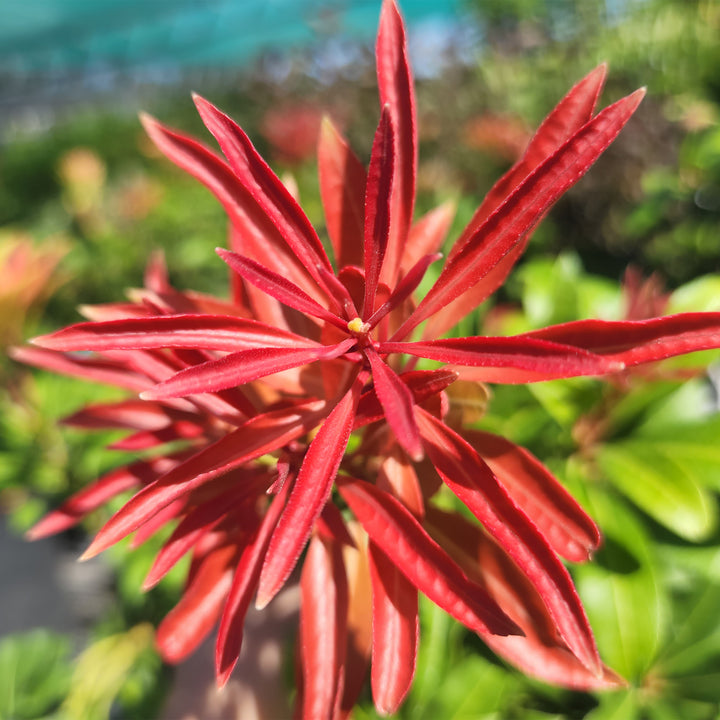 Mountain Fire Andromeda