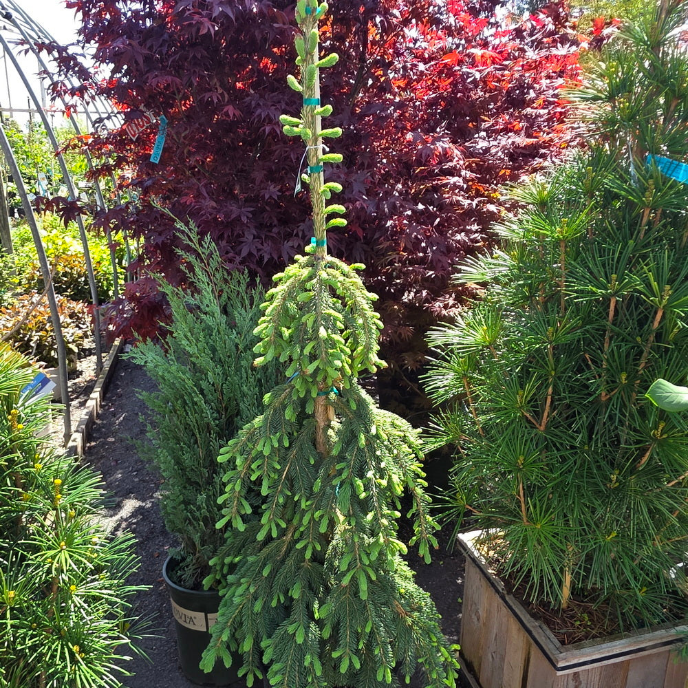 Weeping White Spruce