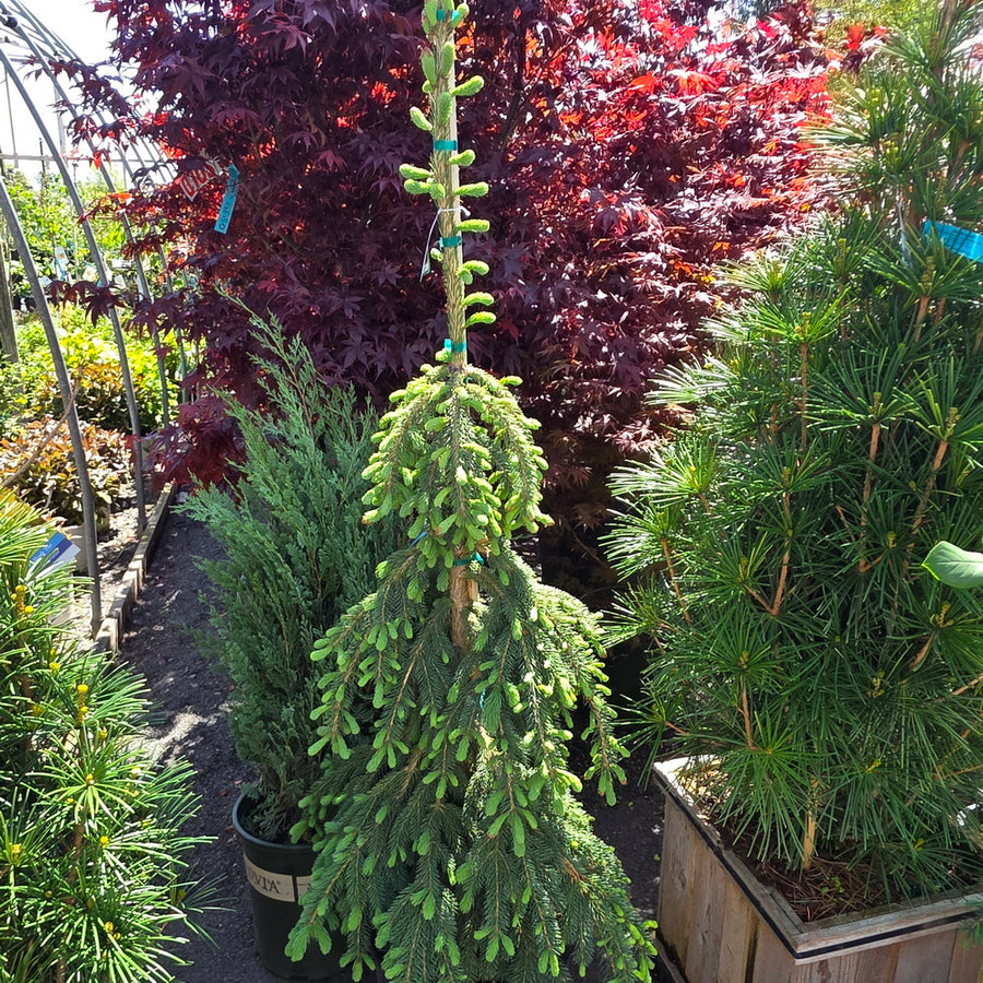 Weeping White Spruce