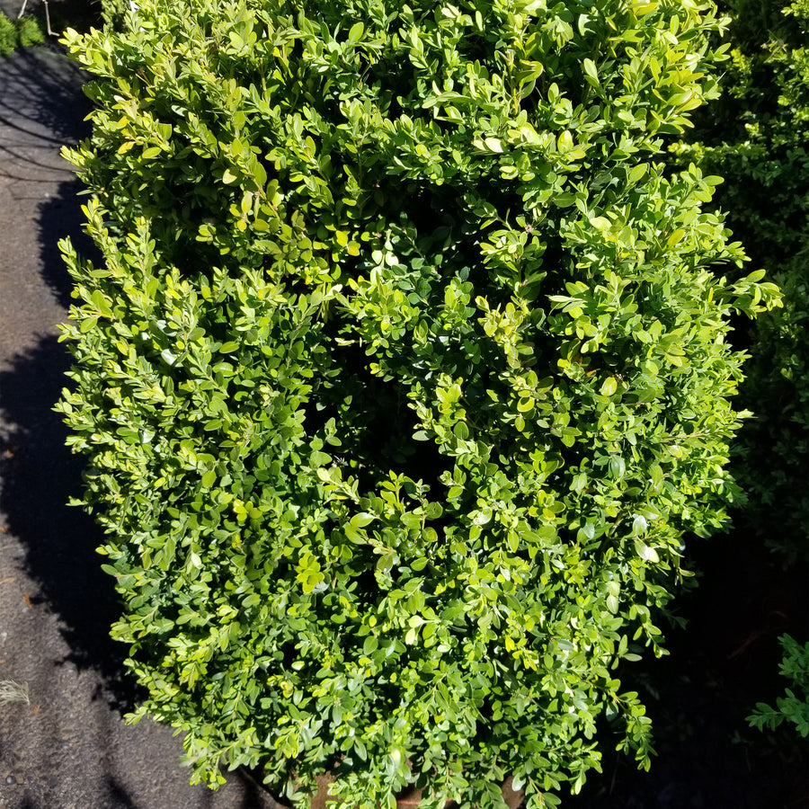 Green Mountain Boxwood - Pyramidal