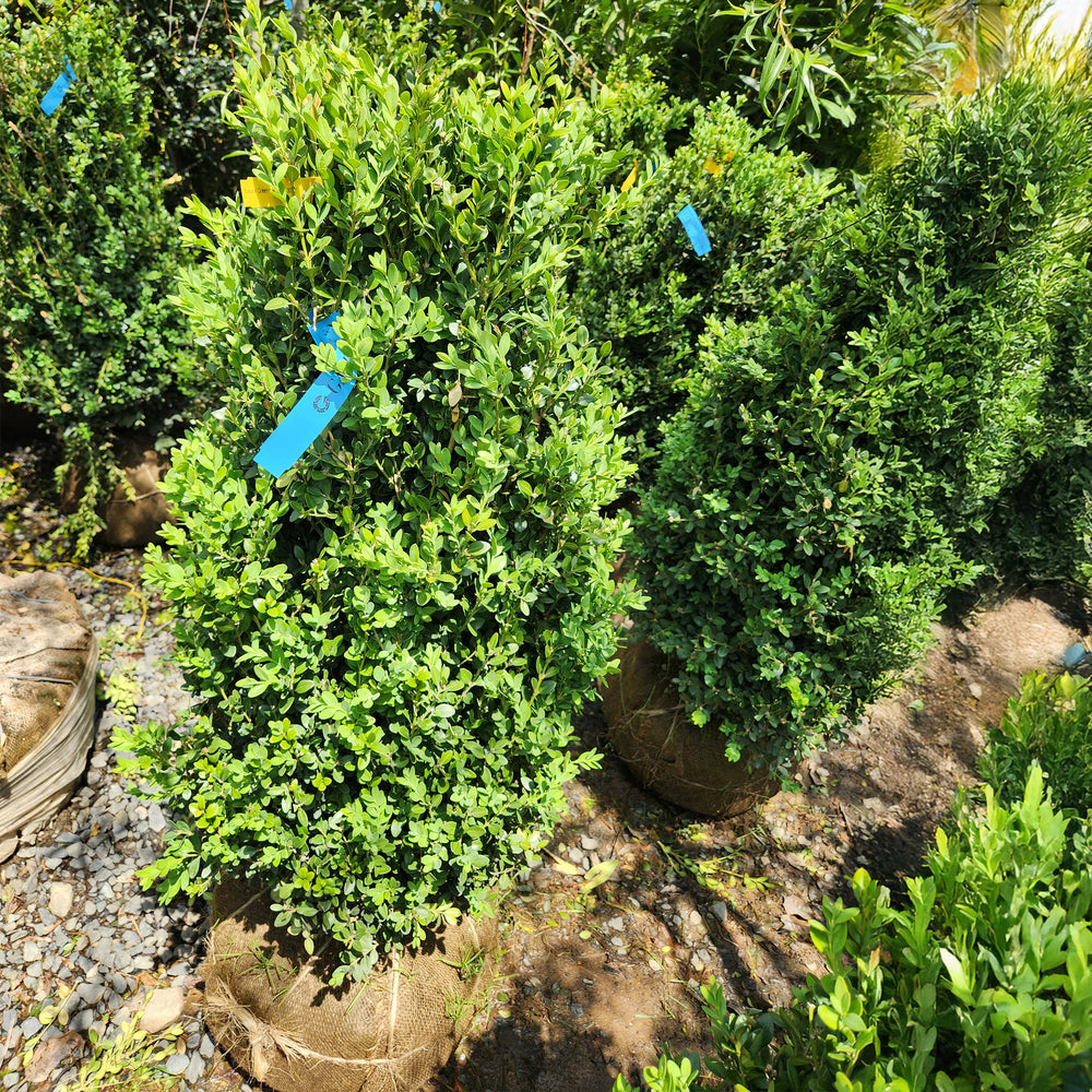 Green Mountain Boxwood - Pyramidal