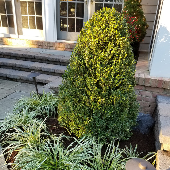 Green Mountain Boxwood - Pyramidal