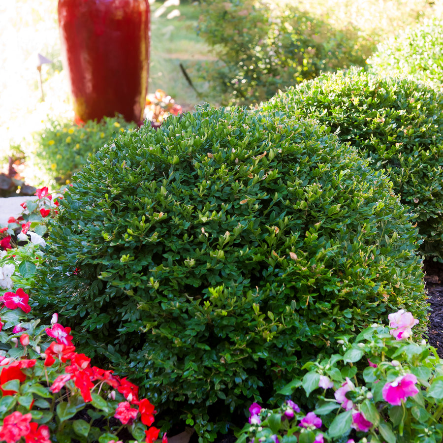 Winter Gem Boxwood