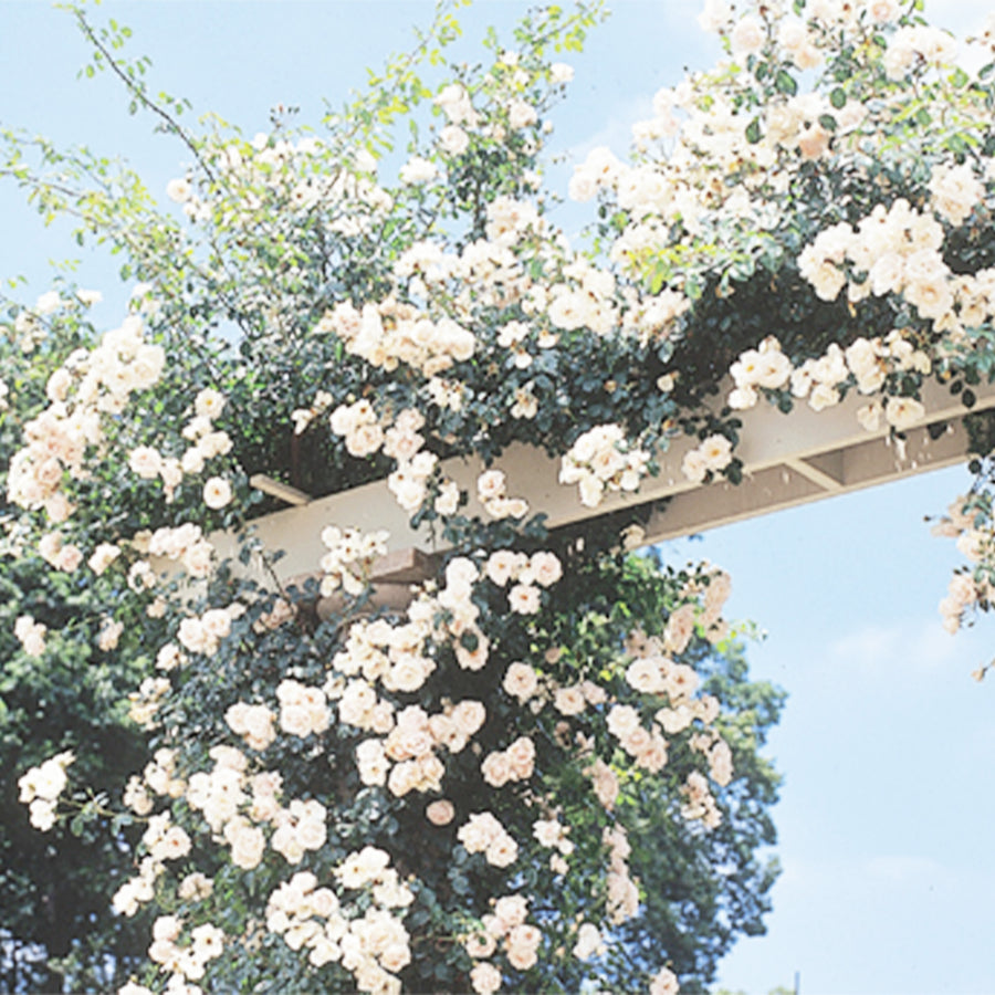 New Dawn Climbing Rose