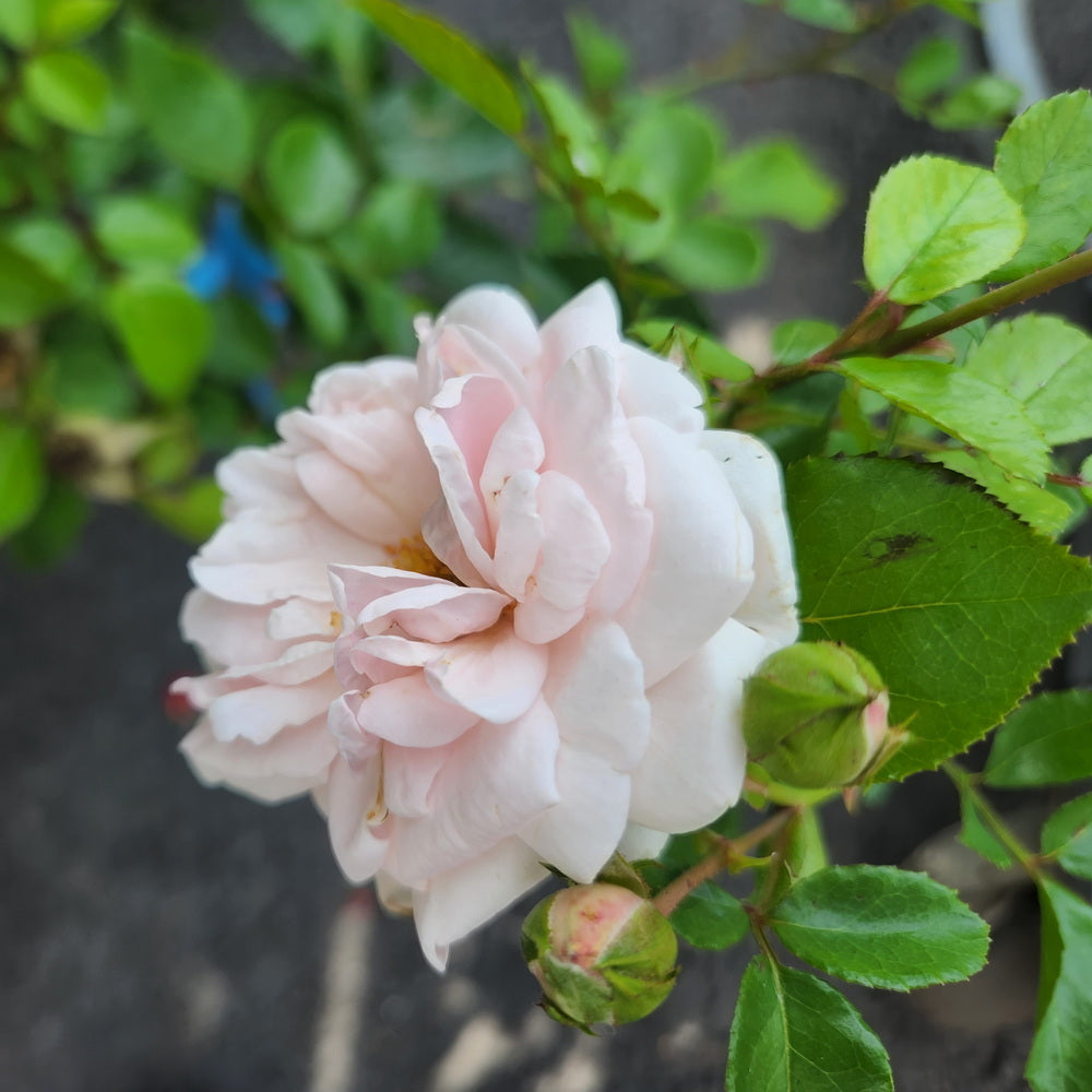 New Dawn Climbing Rose