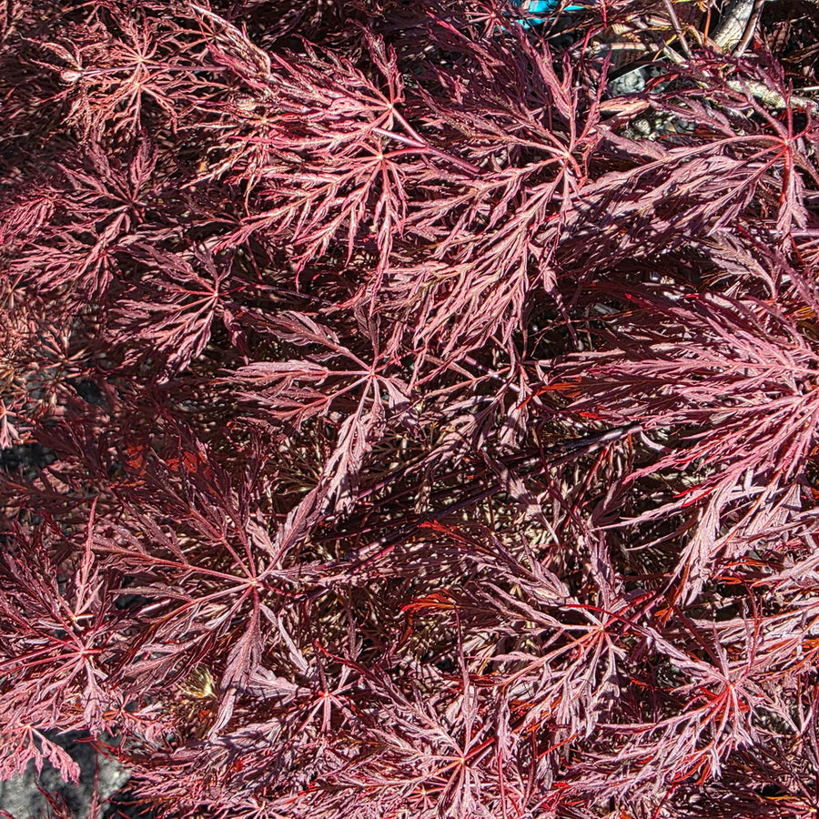 Crimson Queen Weeping Japanese Maple