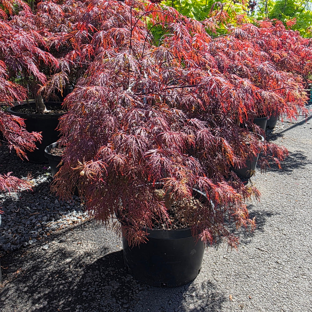 Crimson Queen Weeping Japanese Maple – Gasper Home & Garden