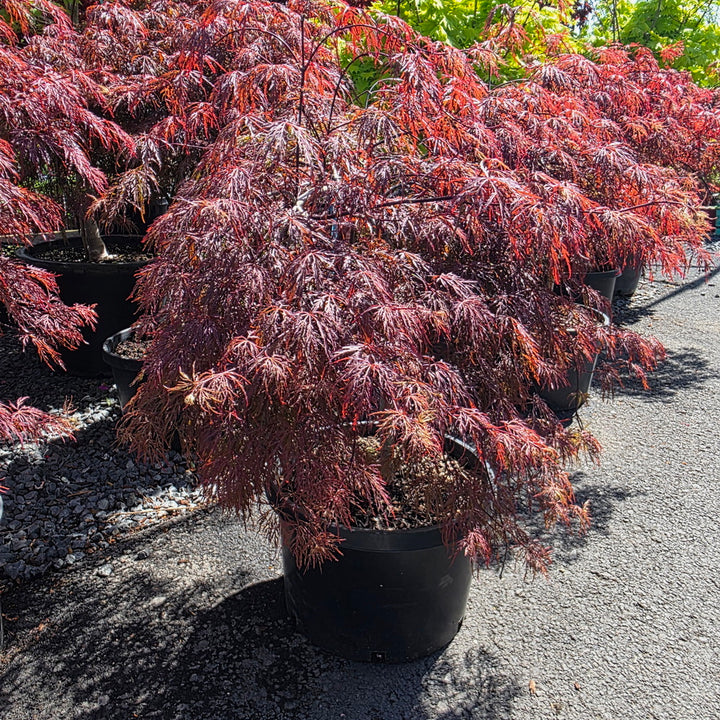 Crimson Queen Weeping Japanese Maple