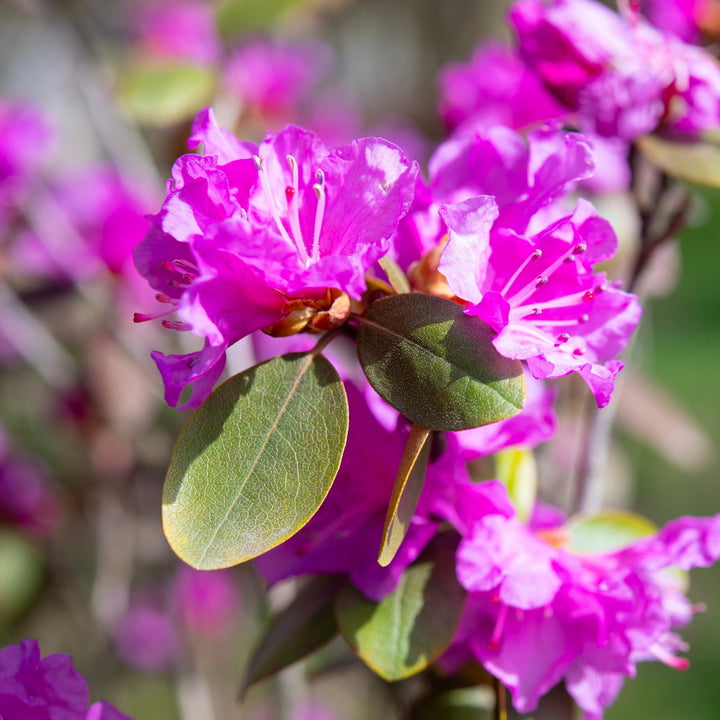 P.J.M. Rhododendron