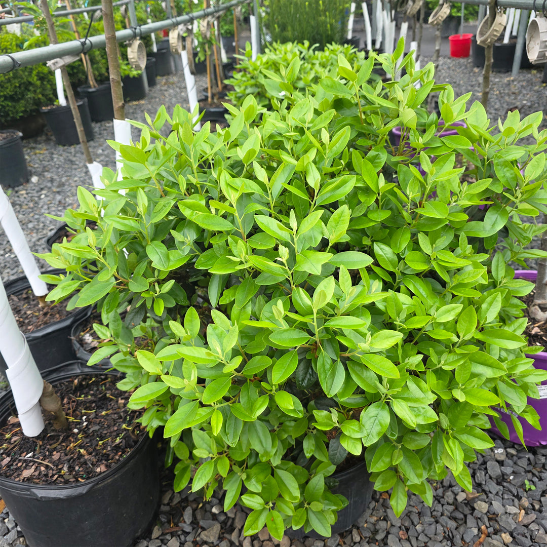 P.J.M. Rhododendron