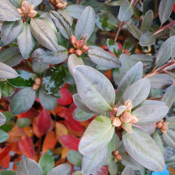 P.J.M. Rhododendron