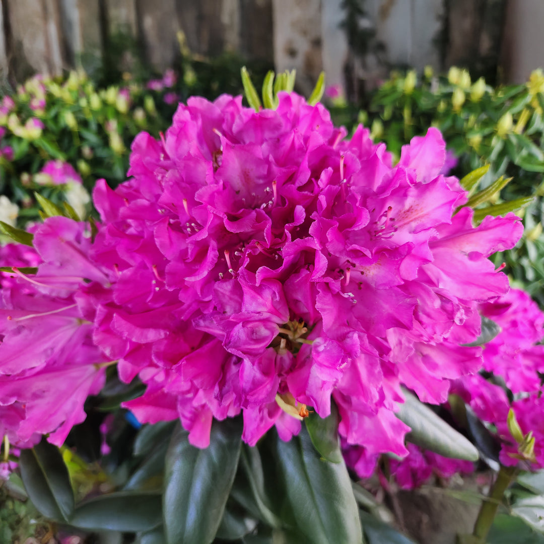 Roseum Elegans Rhododendron