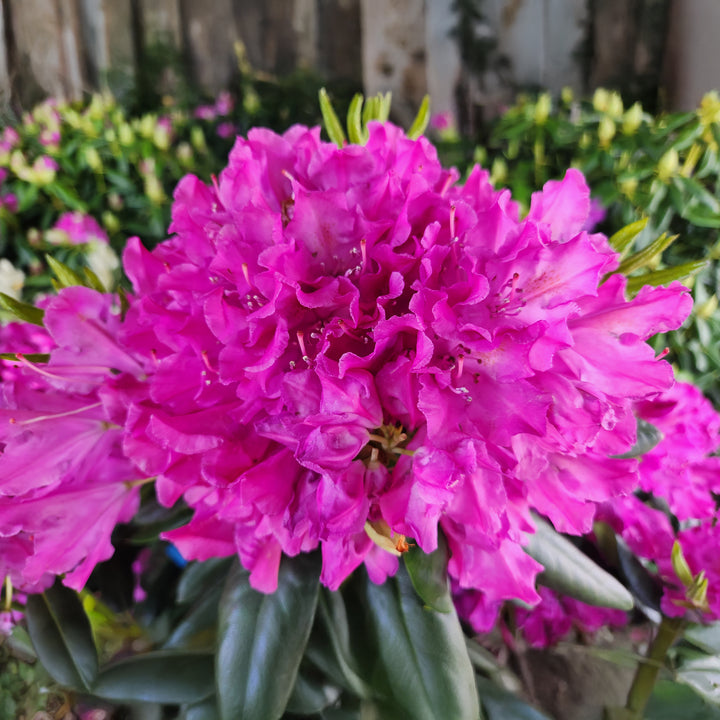 Roseum Elegans Rhododendron
