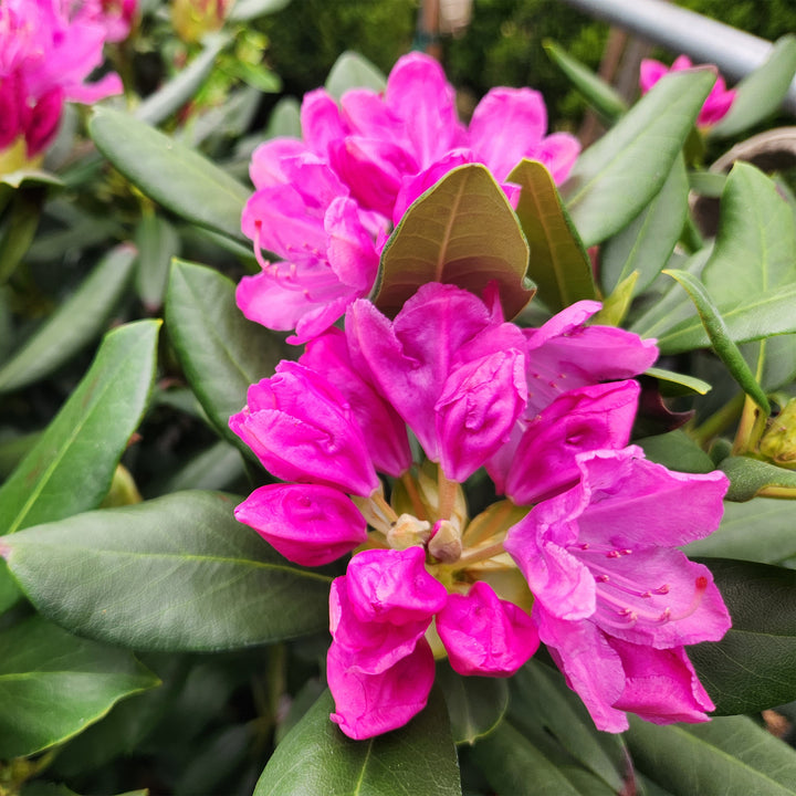 Roseum Elegans Rhododendron