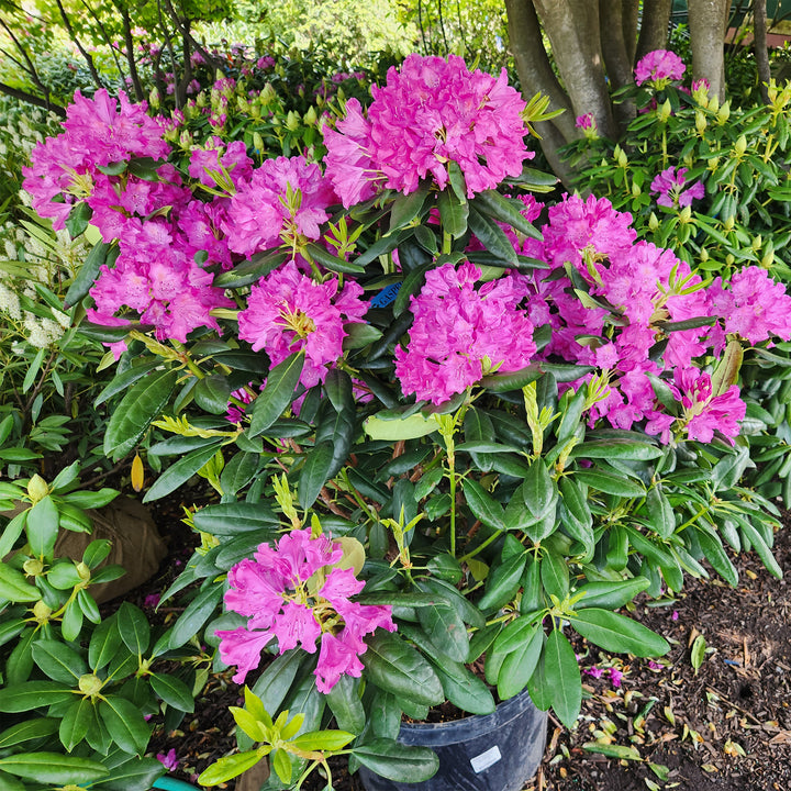 Roseum Elegans Rhododendron