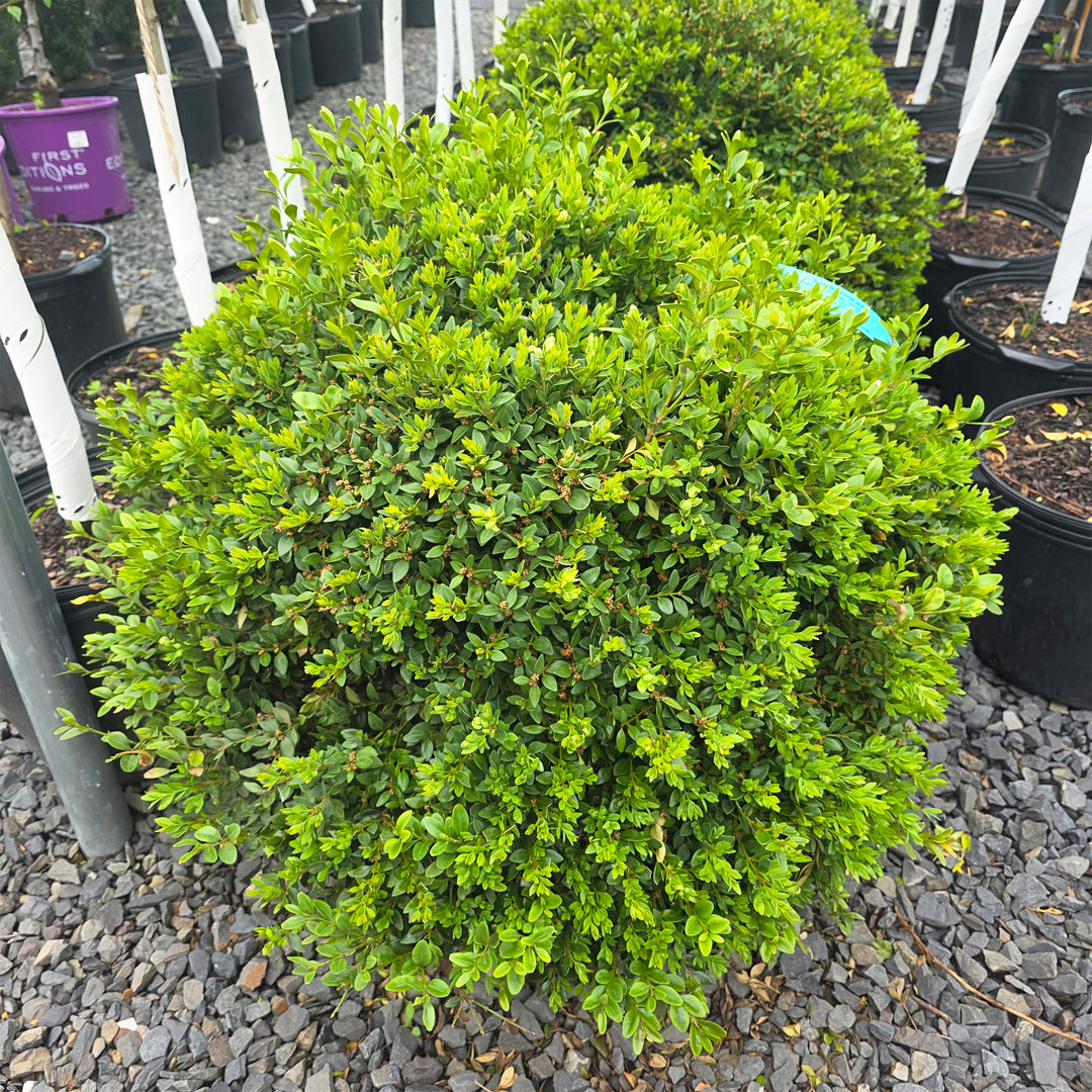 Green Velvet Boxwood