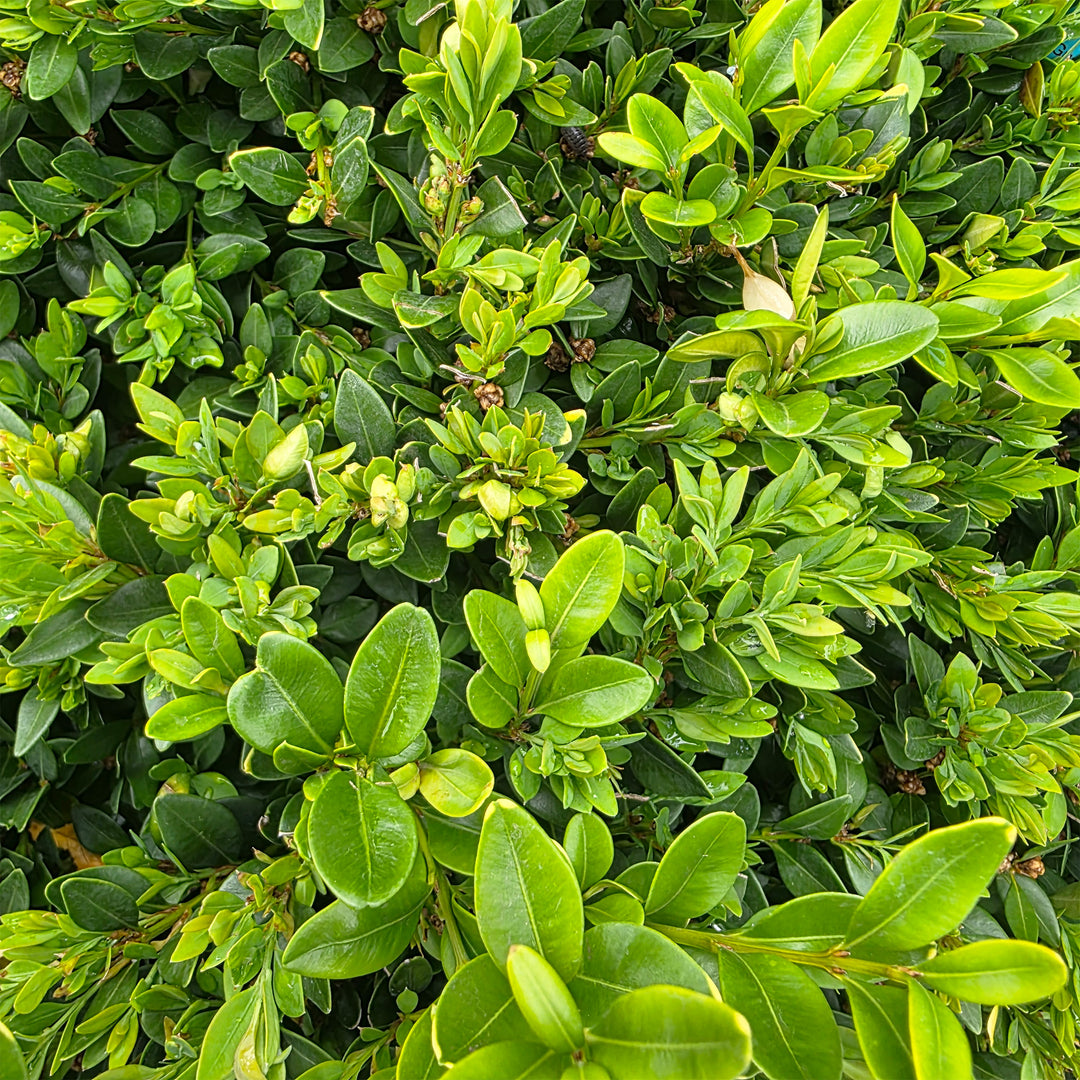 Green Velvet Boxwood