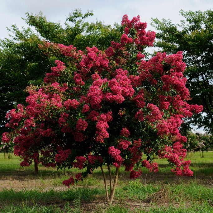 Tonto Crape Myrtle