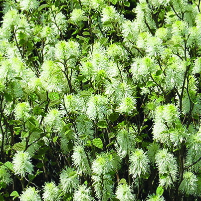 Dwarf Fothergilla