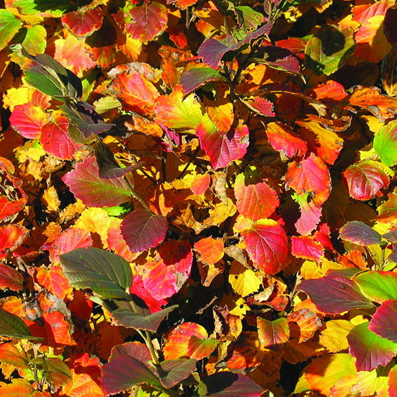 Dwarf Fothergilla