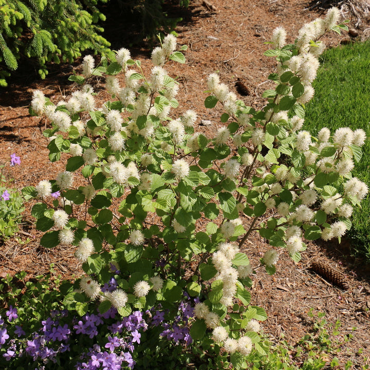 Dwarf Fothergilla