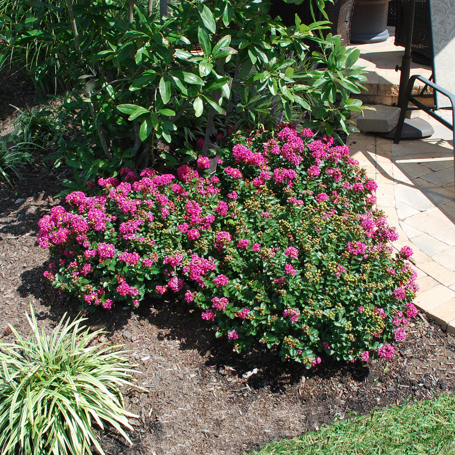 Pocomoke Crape Myrtle