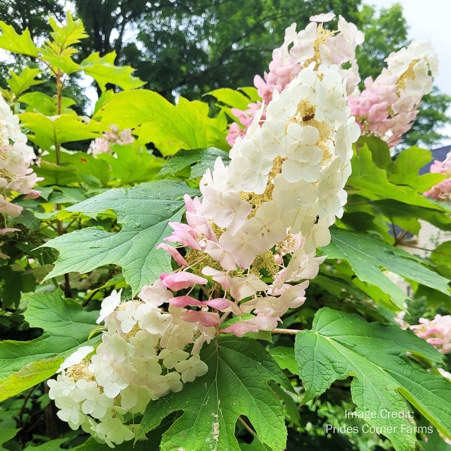 Alice Oakleaf Hydrangea