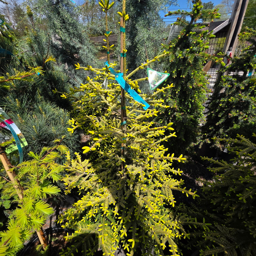 Skylands Oriental Spruce
