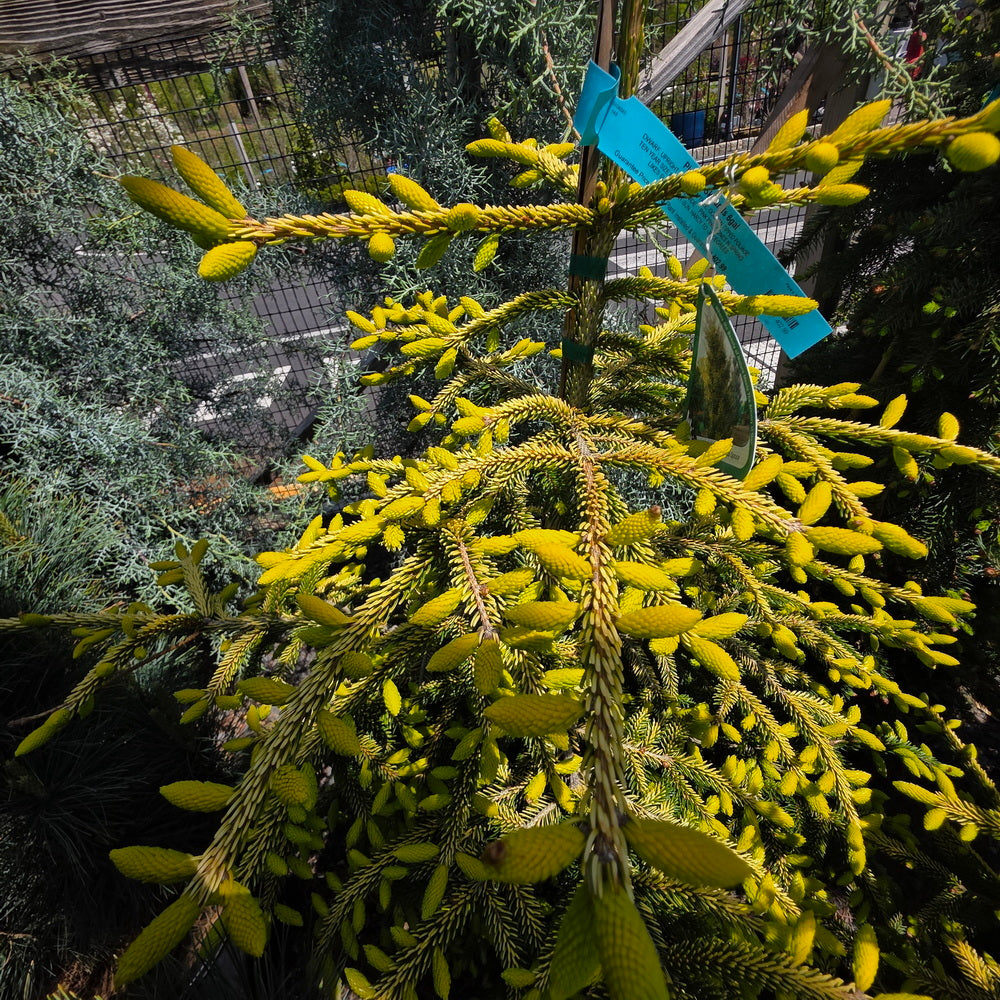 Skylands Oriental Spruce