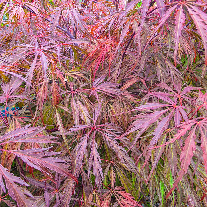 Tamukeyama Threadleaf Weeping Japanese Maple