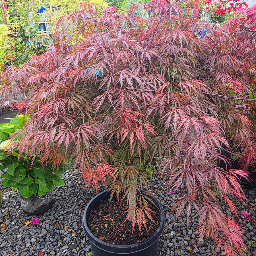 Tamukeyama Threadleaf Weeping Japanese Maple
