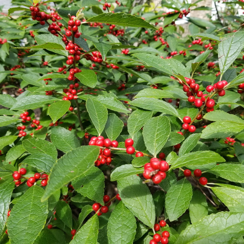 Winter Red Winterberry