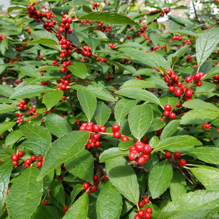 Winter Red Winterberry