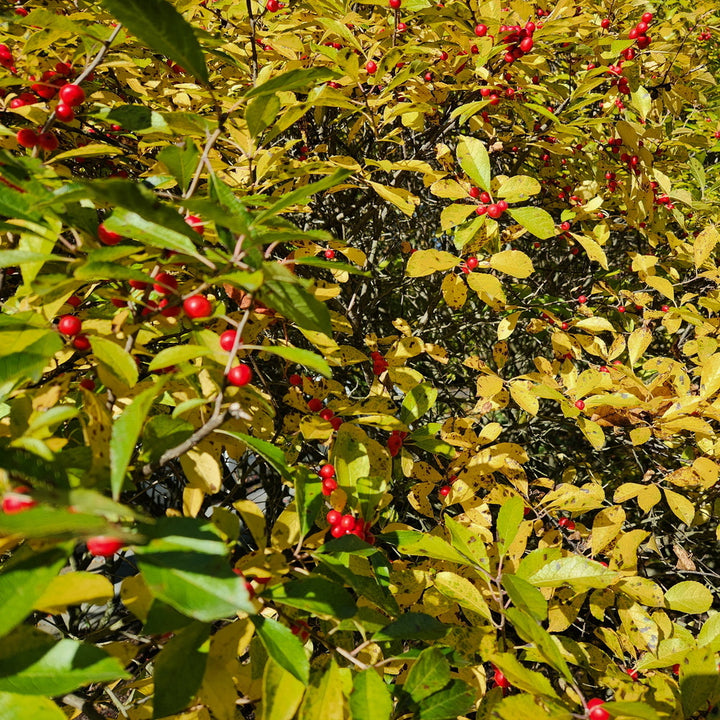 Winter Red Winterberry